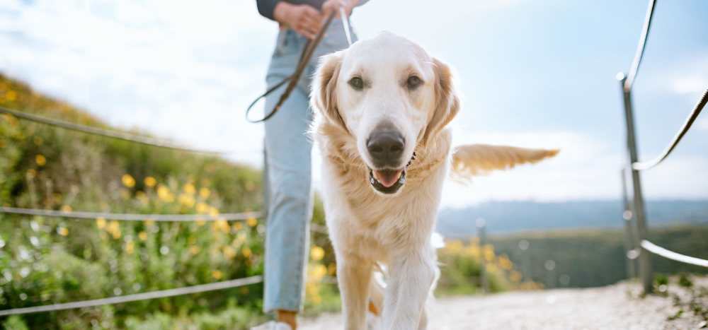 Large breed dogs welcome at Traxx Apartments in Mountlake Terrace, Washington 