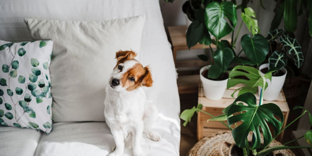 dog on a couch at Farmstead at Lia Lane in Santa Rosa, California