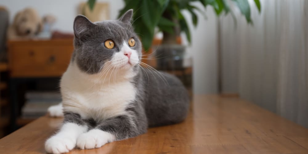 a stoic cat sitting at home surveying its kingdom at Farmstead at Lia Lane in Santa Rosa, California