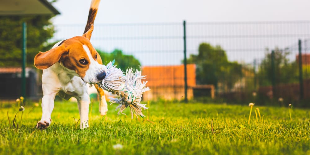 Dog playing at Coronado Apartments in Fremont, California