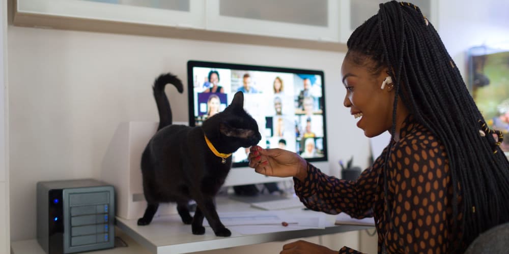 Resident working from home with some help from her cat at Ramblewood Apartments in Fremont, California