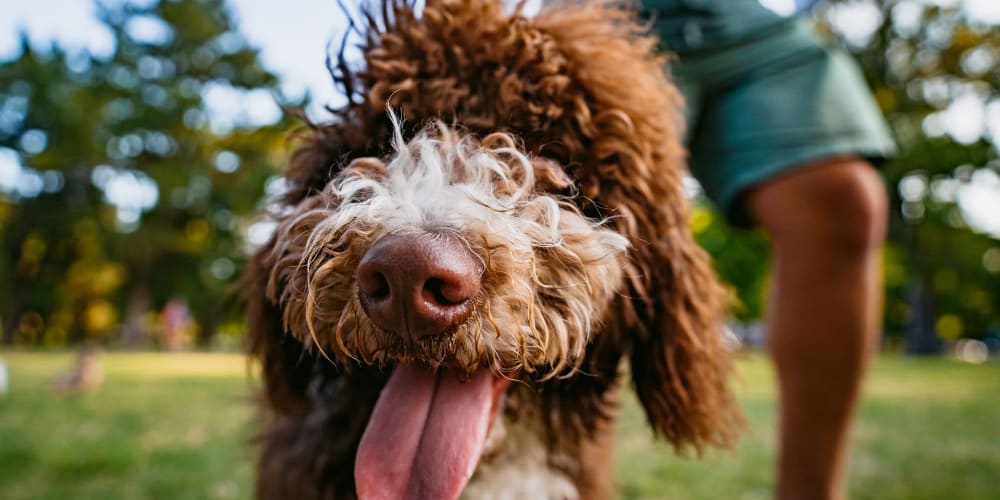 Happy dog in the dog park near Pinebrook Apartments in Fremont, California