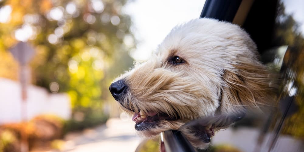 Dog hanging his head out of the car window on the way to the park near Parkway Apartments in Fremont, California