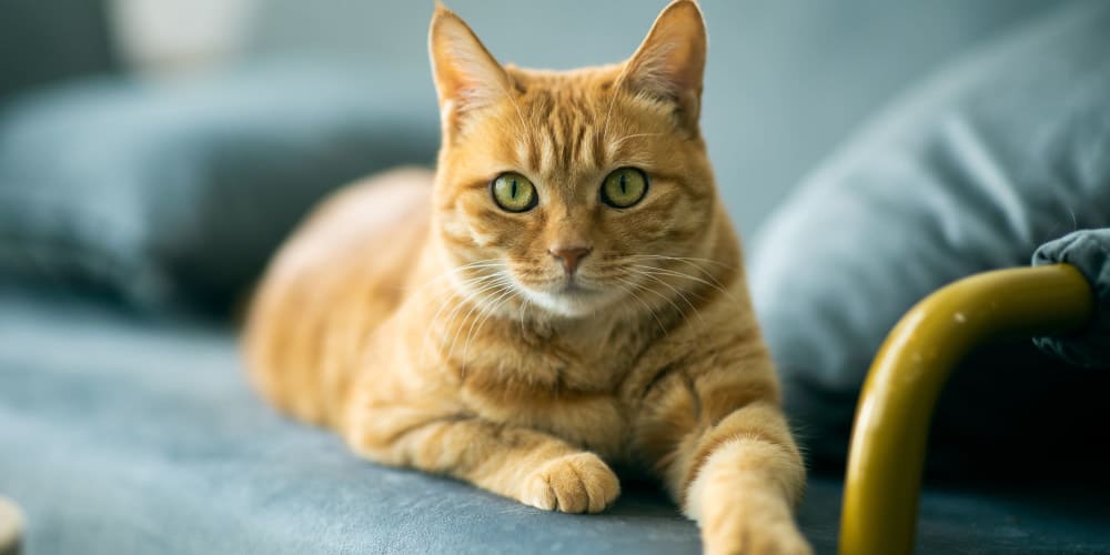 An orange cat laying on a couch in an apartment at Mallory Square at Lake Nona in Orlando, Florida