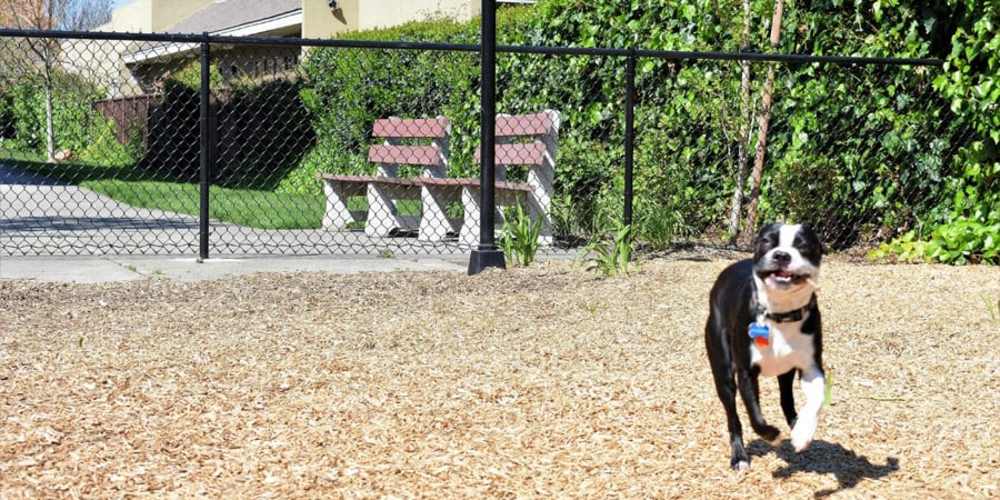 Dog playing in the on-site, fenced dog park at Parc Station in Santa Rosa, California