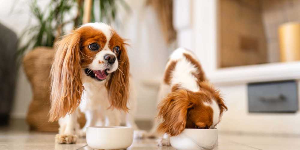Two cute pet dog having their meal on the floor at Marlowe Place in Charlotte,North Carolina