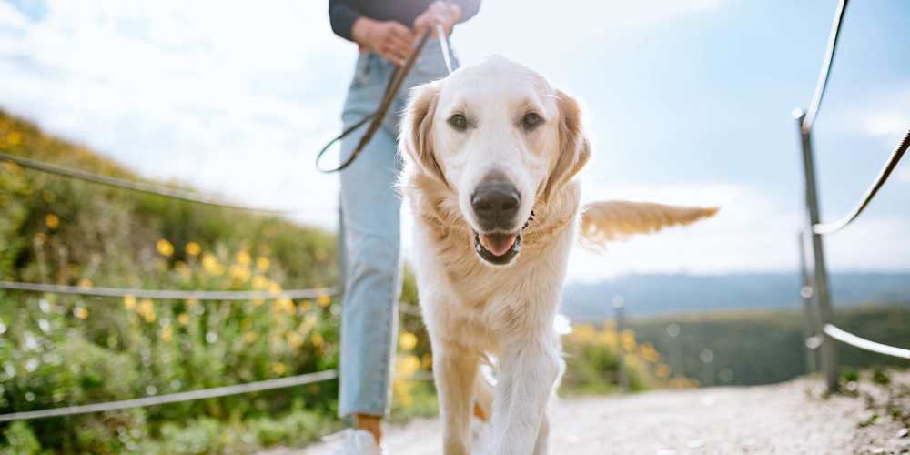 Resident out for a walk with his dog at 10 Newbridge in Asheville, North Carolina