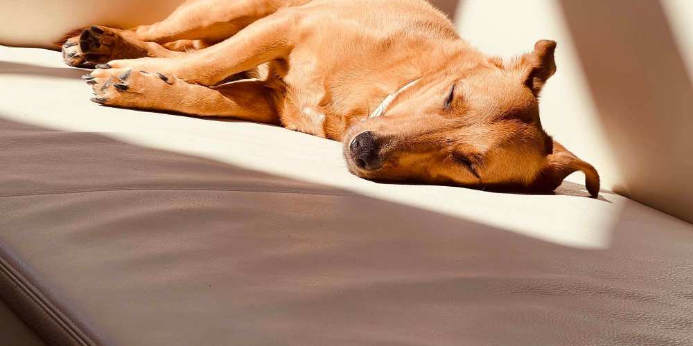 Dog sleeping at Vistas At 707 in Charlotte, North Carolina