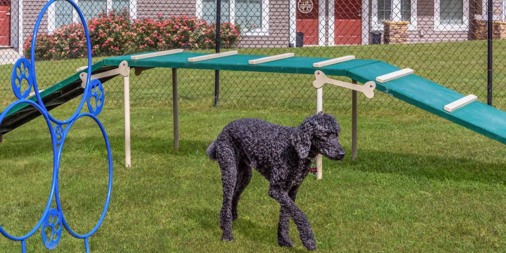 Happy resident and her dog at The Mills Apartment Homes in Greenville, South Carolina