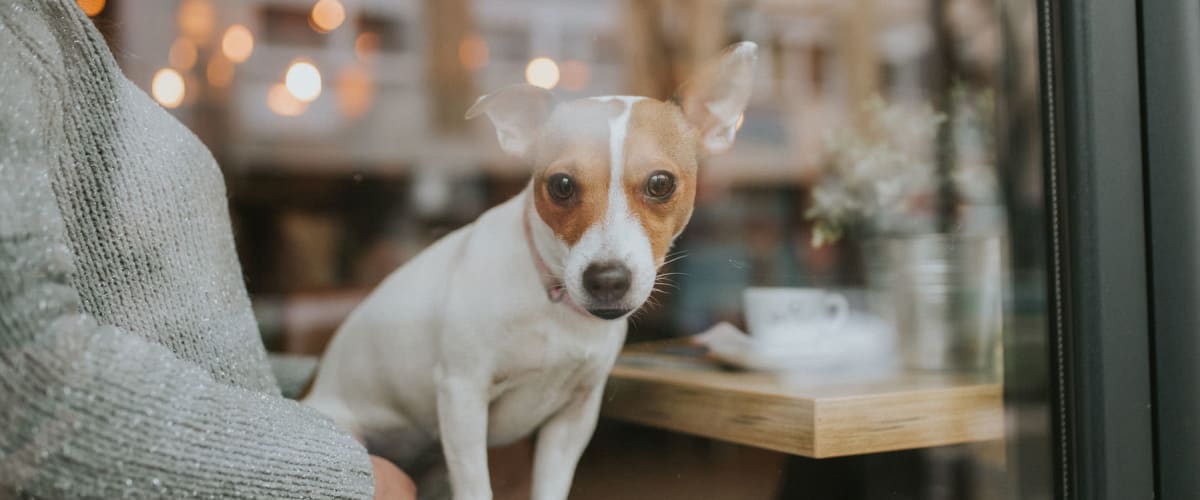 Cute puppy inside a coffee shop looking out the window near Fountains at Mooresville Town Square in Mooresville, North Carolina