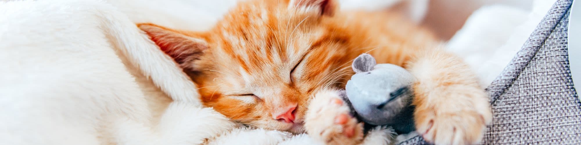 Pet Friendly Apartments in Pantops Charlottesville, VA