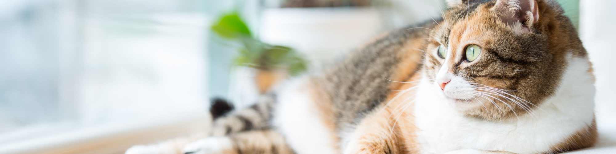 The Mirage Manchester's pet policy in Richmond, Virginia