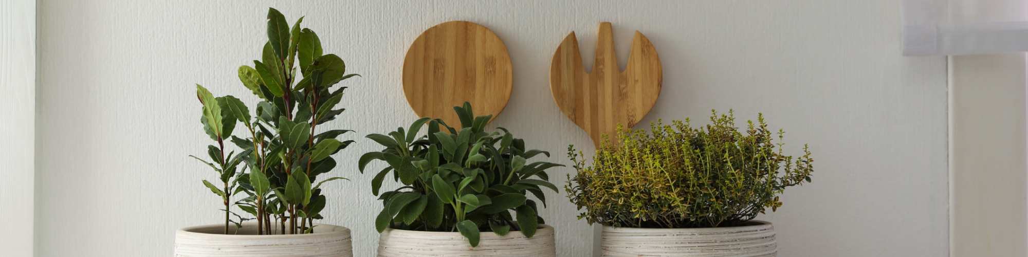 Interior design plants Blog | Union at the Park in Denver, Colorado