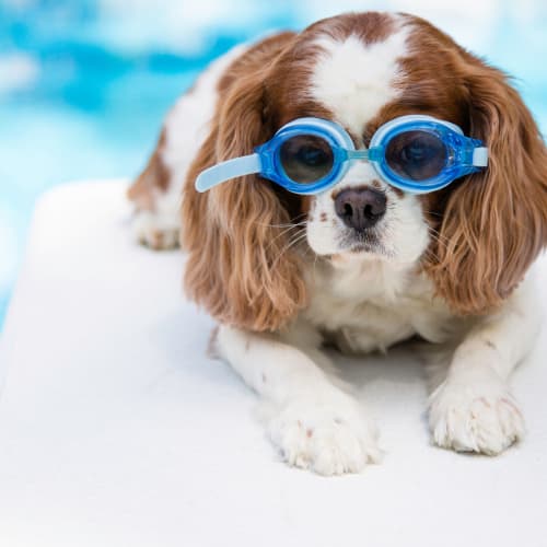 Dog laying by the pool at Hacienda Club in Jacksonville, Florida