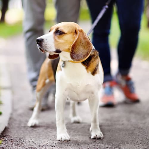 Dog out on a walk near Palm Bay Club in Jacksonville, Florida