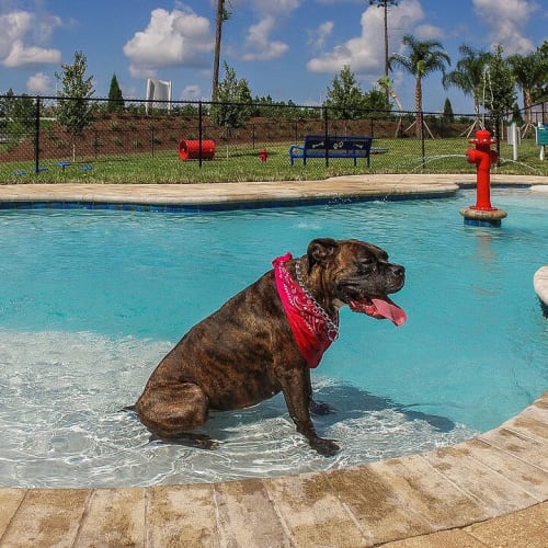 Happy dog in the dog pool at Palm Bay Club in Jacksonville, Florida