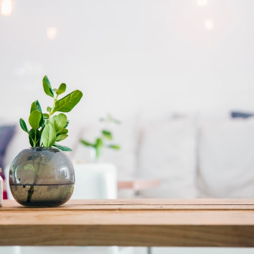 Plant thriving on the coffee table of a model home with ample natural light coming in at The Coast of Naples Florida in Naples, Florida