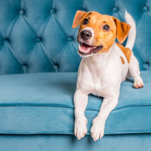 Happy puppy perking up on the couch as her owner returns to their new home at The Coast of Naples Florida in Naples, Florida