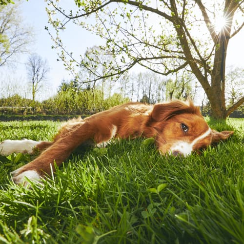 Happy dog laying in the grass near The Residences at Crosstree in Freeport, Maine