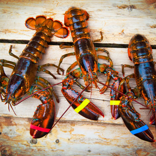 Fresh lobster near Cove West Hartford in West Hartford, Connecticut