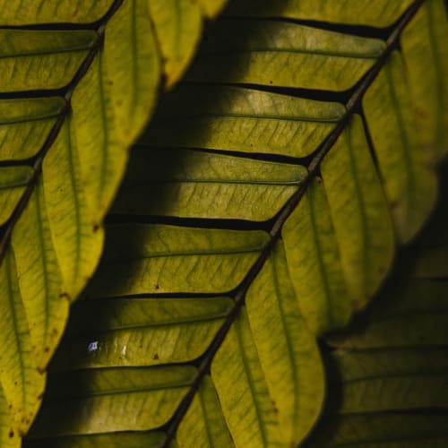 Close up leaf texture photo at Sage at Cypress Cay in Lutz, Florida