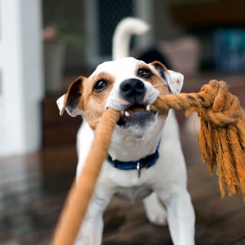 Dog playing with their owner at Rose Hill Estates in Norwich, Connecticut