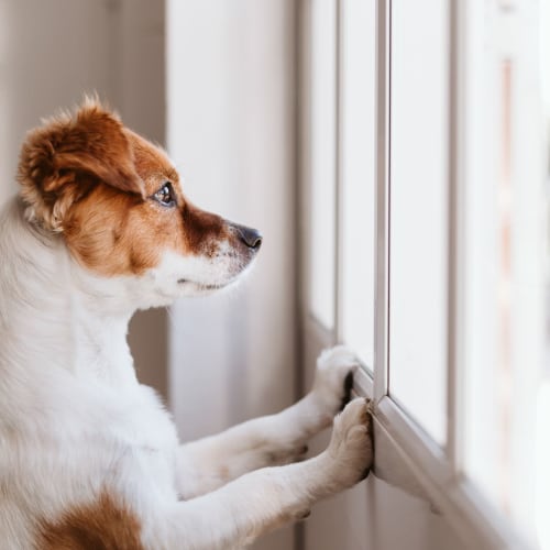 Cute puppy dog looking out the window waiting for their family to come home at 1350 Florida in Washington, District of Columbia