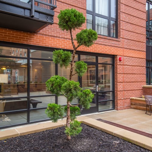 Cute single tree in the courtyard area on the bottom floor at 700 Constitution in Washington, District of Columbia