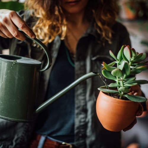 Resident watering her plant making sure it stays healthy at Madrona Apartments in Washington, District of Columbia