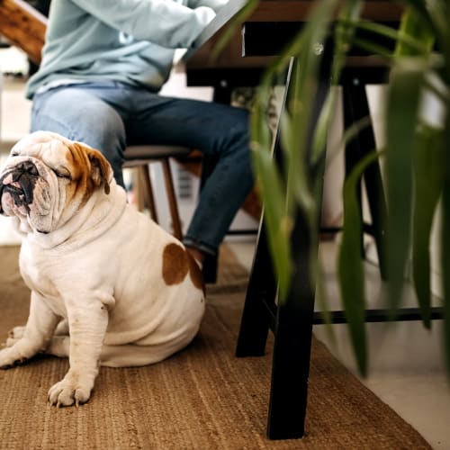 a funny dog sitting on the floor next to its owner at Glenn Forest in Lexington Park, Maryland