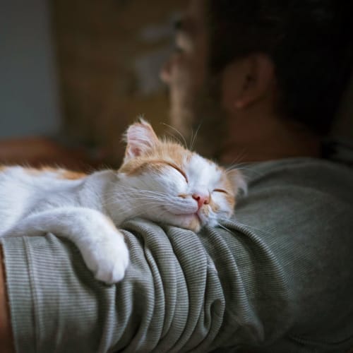 Cute cat curled up on his owners arm while they lay on the couch at The Cambridge Apartments in Washington, District of Columbia