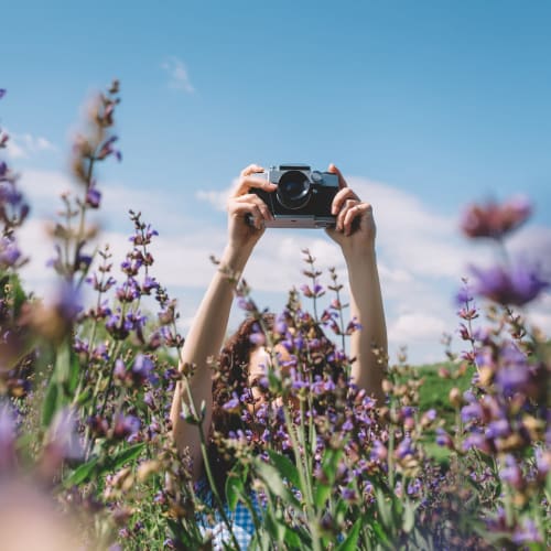 Holding a camera up above a field of lavender near Big Sky Flats in Washington, District of Columbia