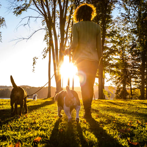 a resident walking her dogs at Sunflower Terrace in Twentynine Palms, California