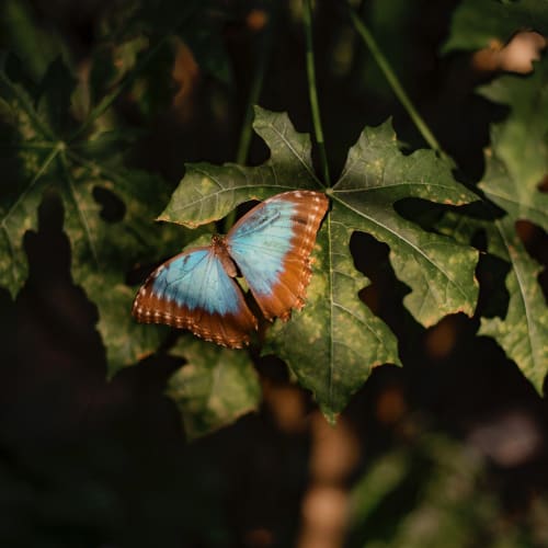 A beautiful butterfly sitting on a leaf near Big Sky Flats in Washington, District of Columbia