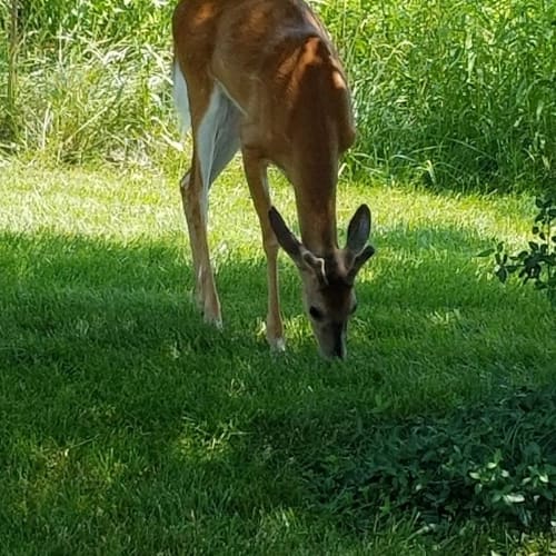 Local deer enjoying the lawn at Cedar Ridge Apartments in Park Hills, Kentucky