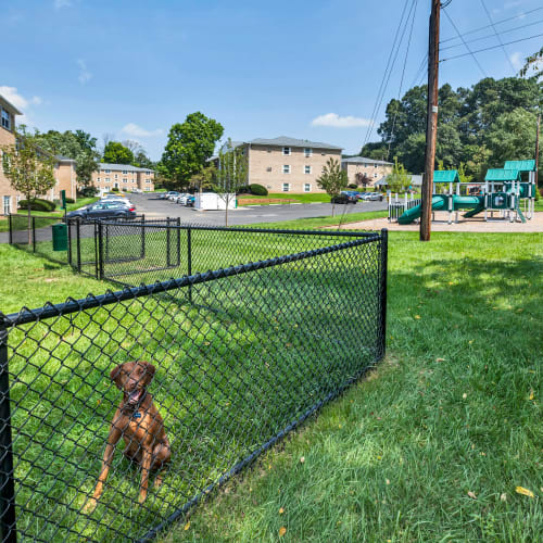 on-site dog park at Lehigh Square, Allentown, Pennsylvania