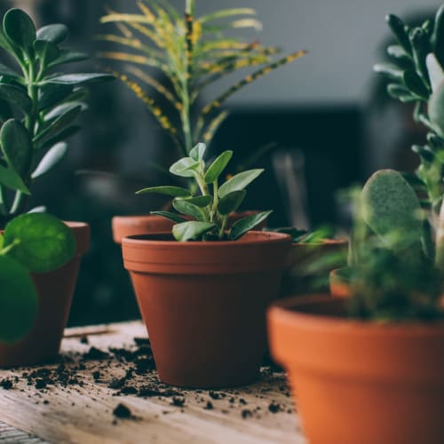 Potted plants at Catalina Crest Apartment Homes in Livermore, California