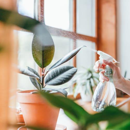 Resident watering plant in apartment at The Meridian South, Indianapolis, Indiana