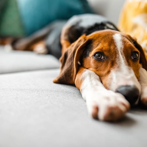 Dog lounging in the apartment at Liberty Pointe, Newark, Delaware