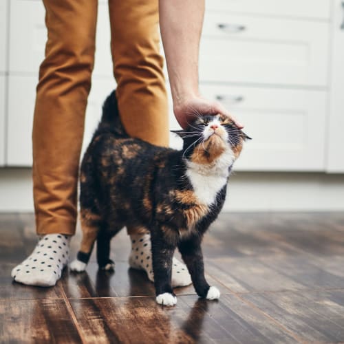 Resident petting their cat at Orchard Park, Edgewater Park, New Jersey