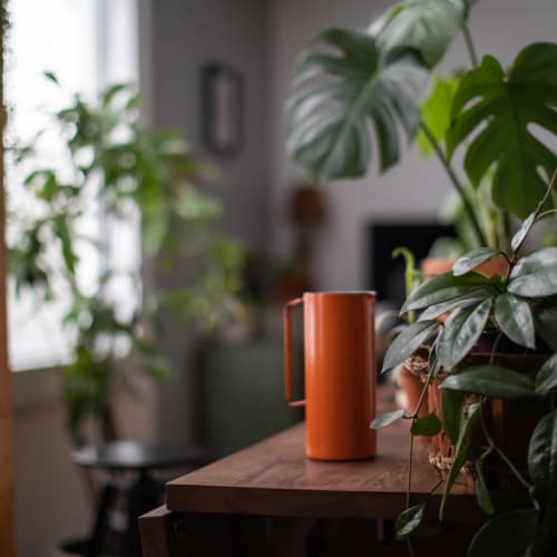 Room with ambient light and house plants at Yorkshire Apartments in Silver Spring, Maryland