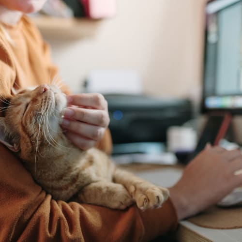 Resident petting their cat while working from home at Reserves at Arlington in Columbus, Ohio