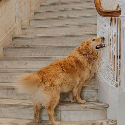 Dog on stairs at Mutual on Main in Richmond, Virginia
