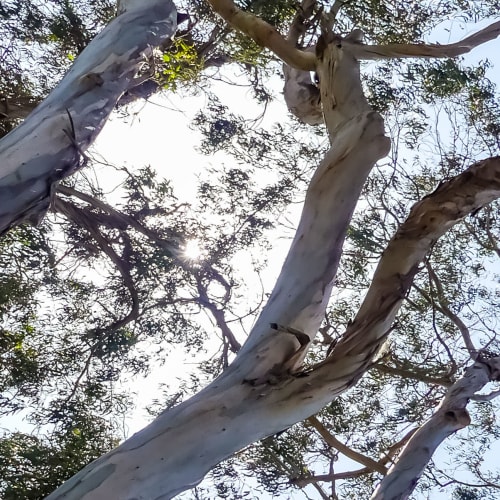 eucalyptus trees at Wire Mountain III in Oceanside, California