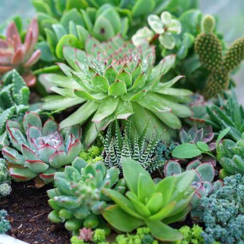 succulents at Shadow Mountain in Twentynine Palms, California