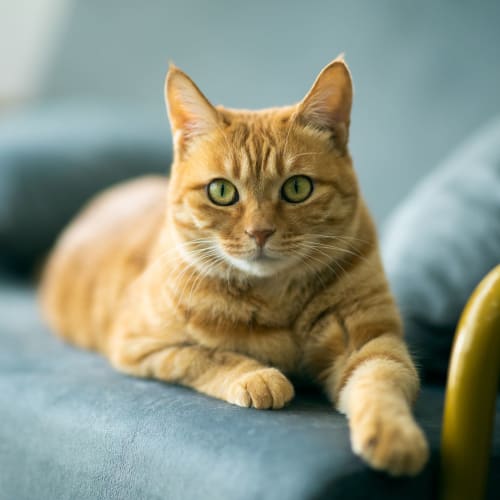 Cat sitting on the couch at Mode in Sacramento, California