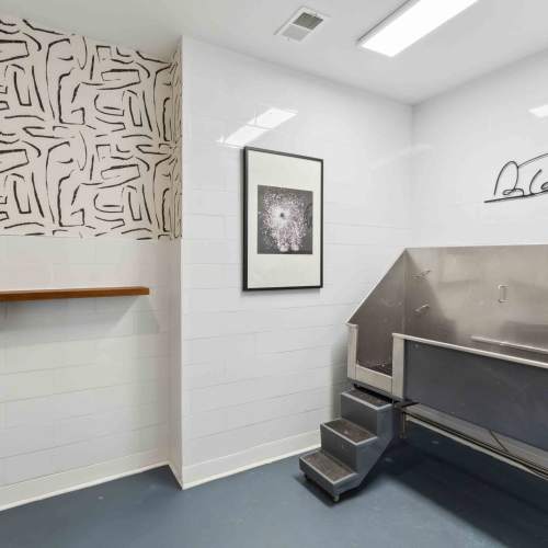 Dog washing area at Sage at 1240 in Mount Pleasant, South Carolina