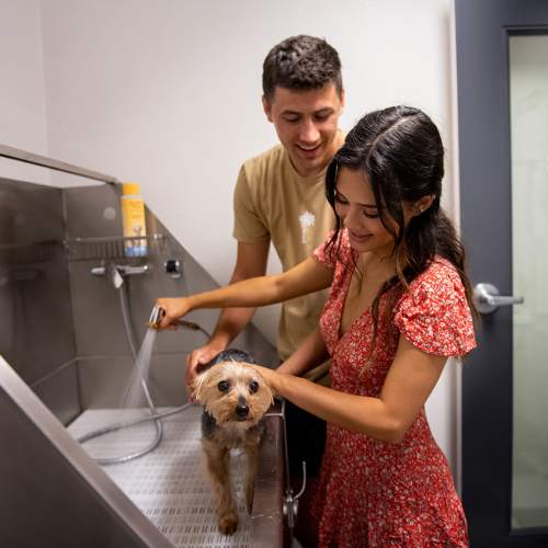 Residents using the pet wash station at 1801L Apartments in Sacramento, California