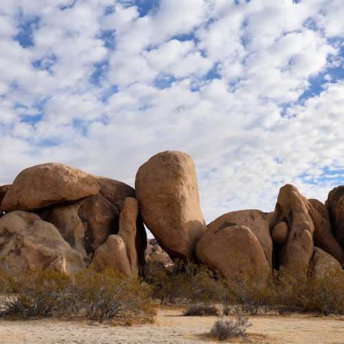 Joshua Tree at Shadow Mountain in Twentynine Palms, California