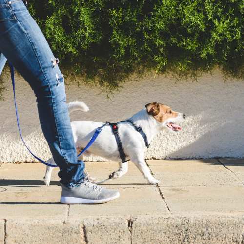 Walking a dog near Zinc 1501 in Sacramento, California